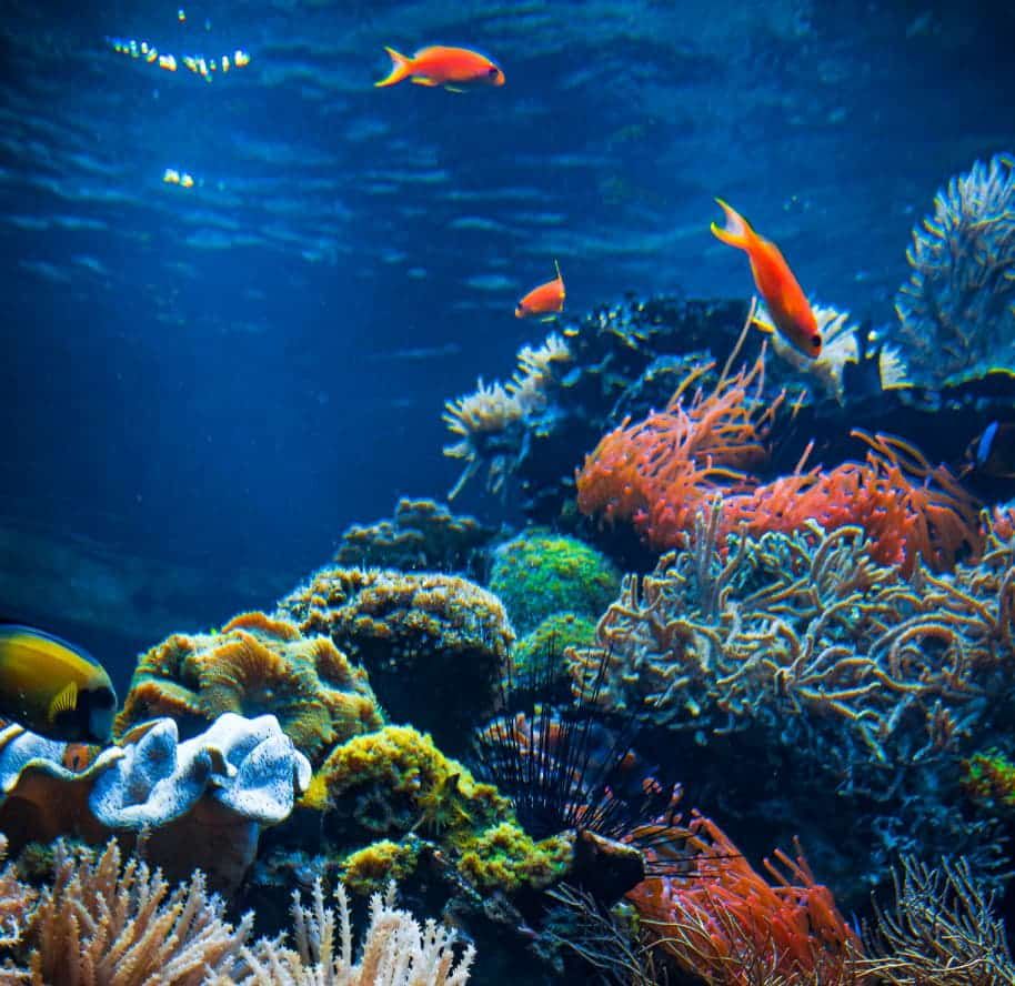 Día Mundial de la Vida Silvestre: La Importancia de Proteger los Océanos con Acuario Inbursa