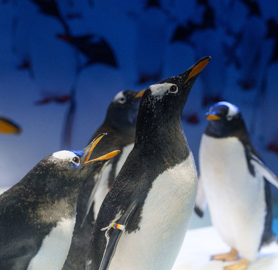 Conoce 5 datos curiosos de nuestros pingüinos que te harán sonreír