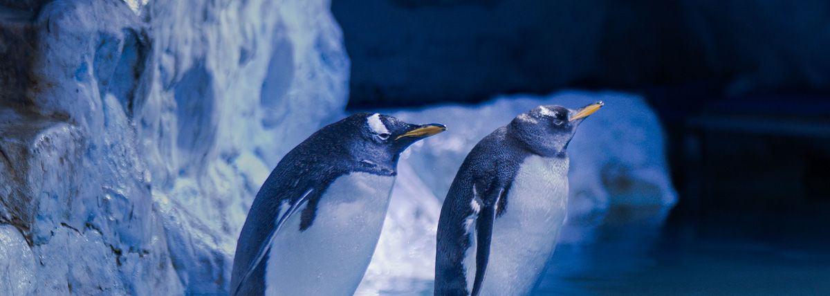 Pingüinos: compañerismo que dura toda la vida