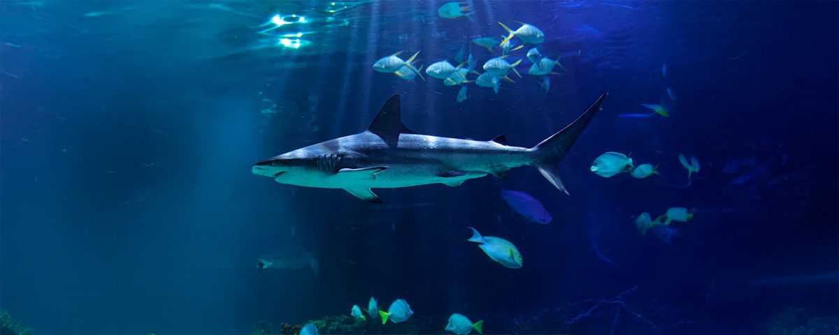 Acuario Inbursa: divulgación, educación e inspiración