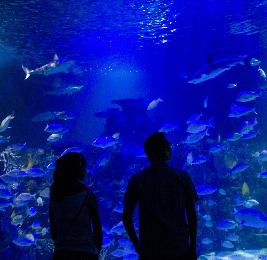 ¿Vale la pena el Acuario Inbursa? Esto es lo que incluye tu entrada