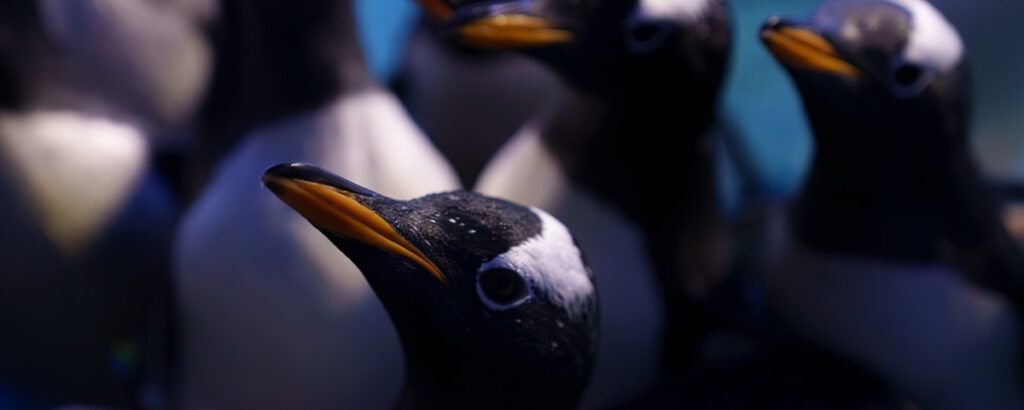 2024: el año de los nuevos pingüinos chilangos