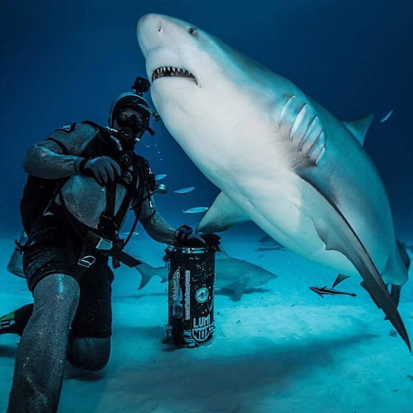 #DesmitificandoTiburones