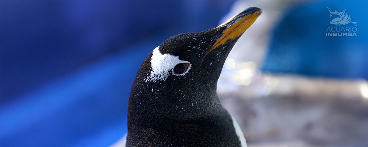 Alex: del primer pingüino chilango… a mamá!