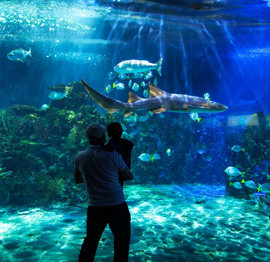 Pasa tu día en el Acuario Inbursa y vive el Mar de la CDMX y sus costas.