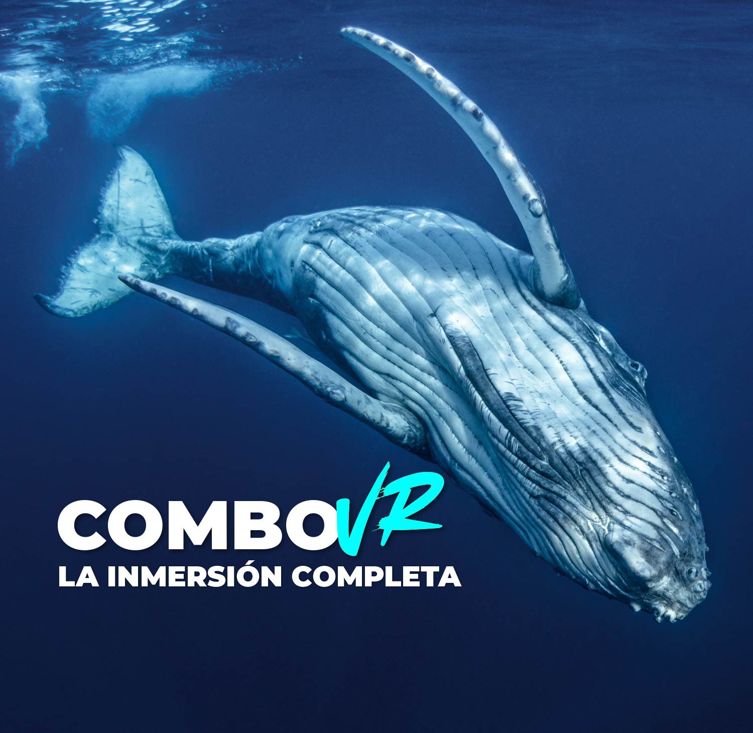 ¡Atención! El mundo marino más cerca que nunca con nuestra experiencia de Realidad Virtual