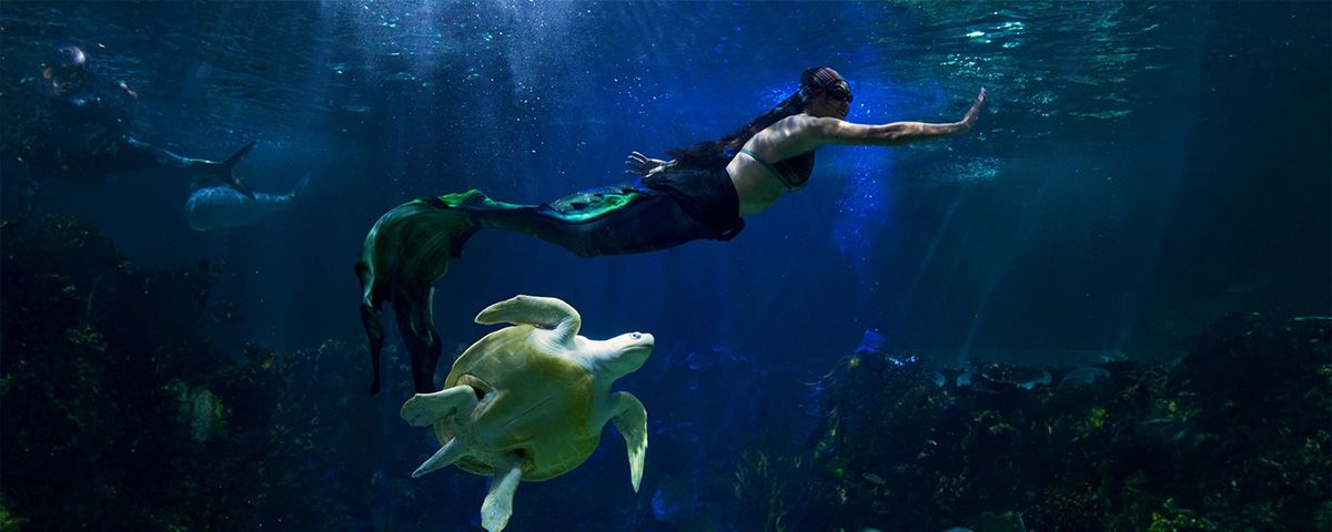 Vive una experiencia submarina única en el corazón de la ciudad