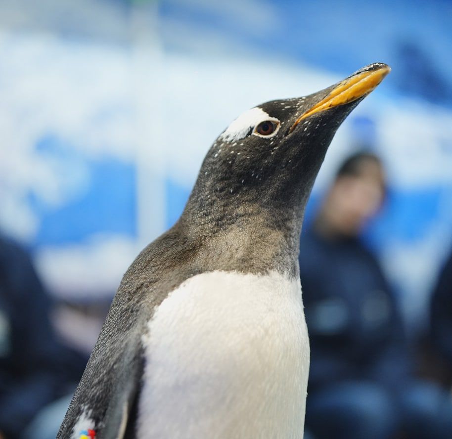 ¡Vuelve la interacción con pingüinos a Acuario Inbursa!