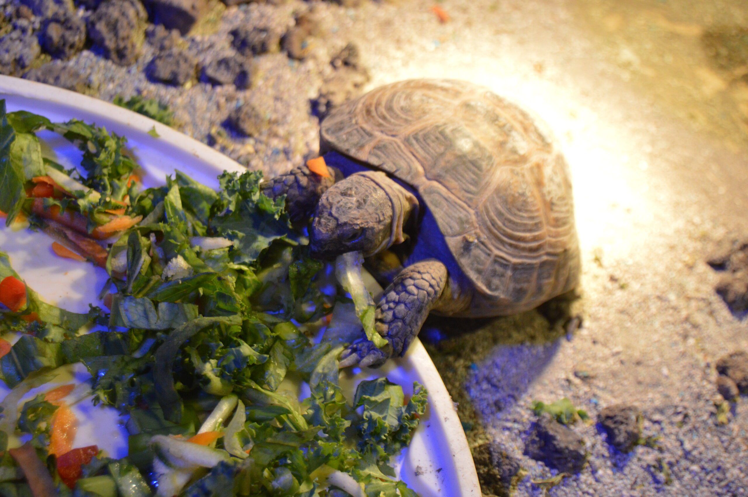 Semana de las Tortugas