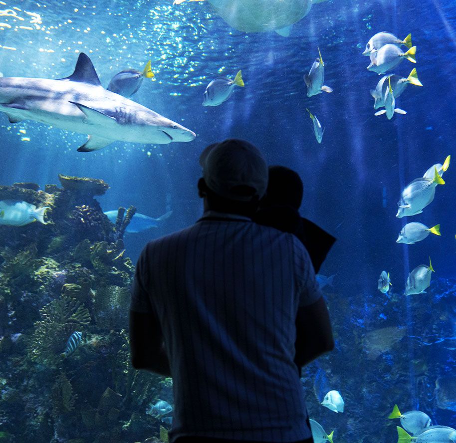 Acuario Inbursa: El Mejor Plan para el Día del Niño en CDMX