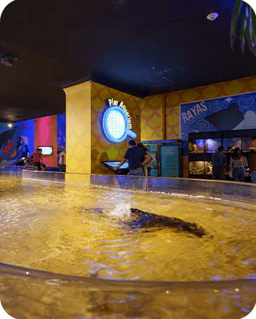 Galería Acuario