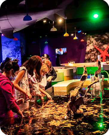 Galería Acuario