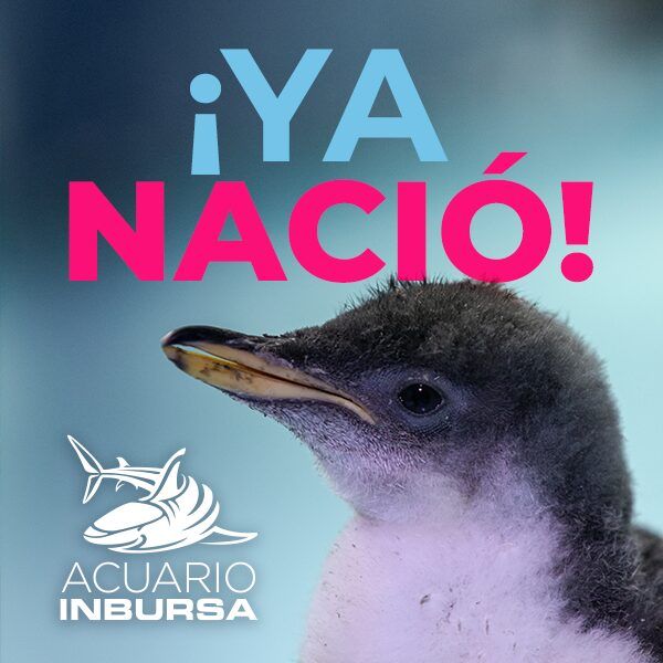 ¡YA NACIÓ! Alex, el primer Pingüino Chilango