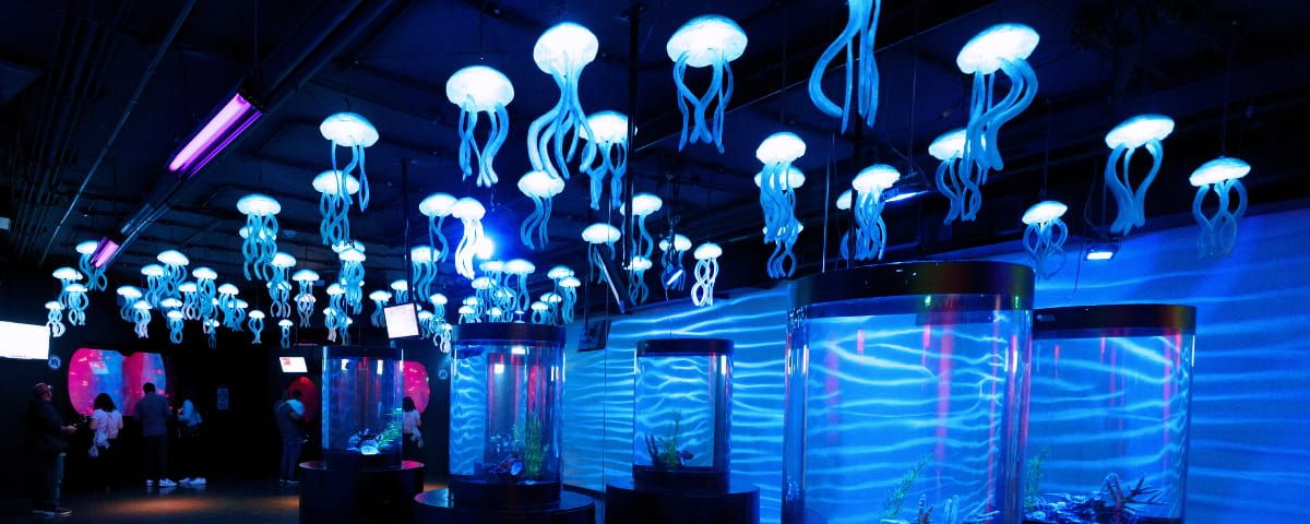 ¿Qué son las medusas?