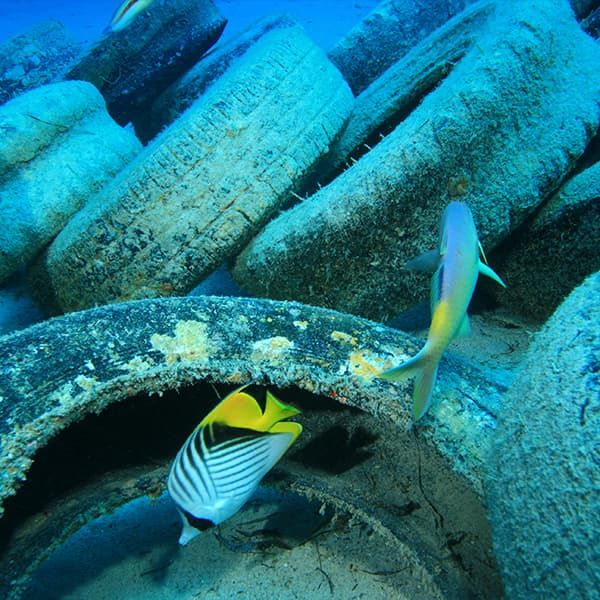 ¿Cómo afecta la contaminación de los mares?