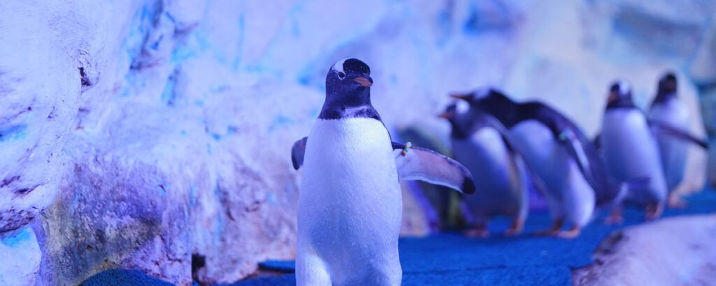 Vive una experiencia única con los pingüinos Gentoo