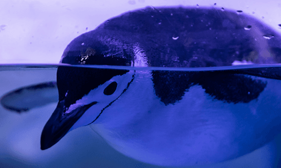 El Encuentro con Pingüinos regresa