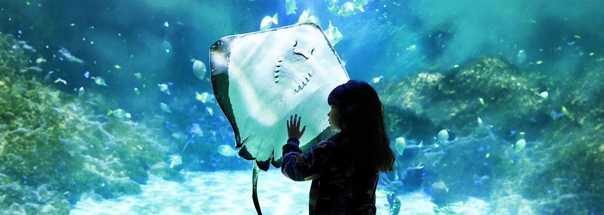 ¿Por qué visitar el Acuario Inbursa es el regalo perfecto?
