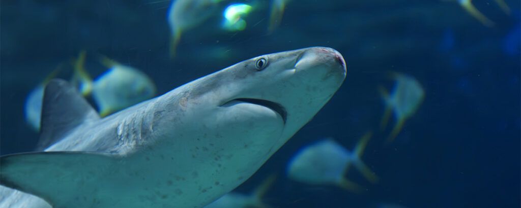 ¿Cómo cuidamos de ellos en Acuario Inbursa?