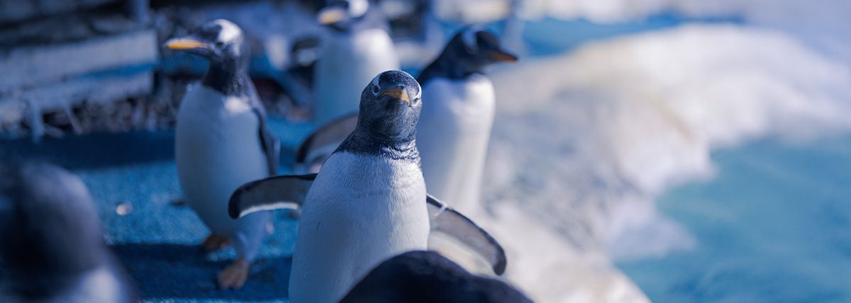 ¿Por qué el Acuario Inbursa es el plan perfecto entre partido y partido?