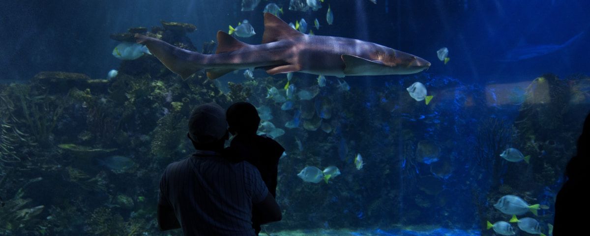 Tecnología, arte y conservación unidos bajo el mar
