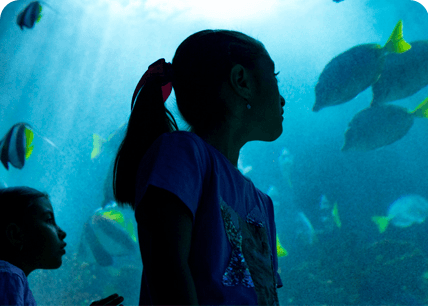 ACUARIO INTERACTIVO
