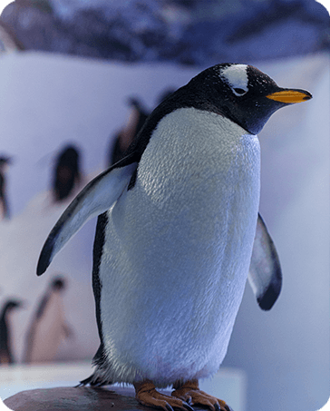 PINGUINO
